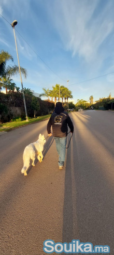 Dog walker à Casablanca et rabat
