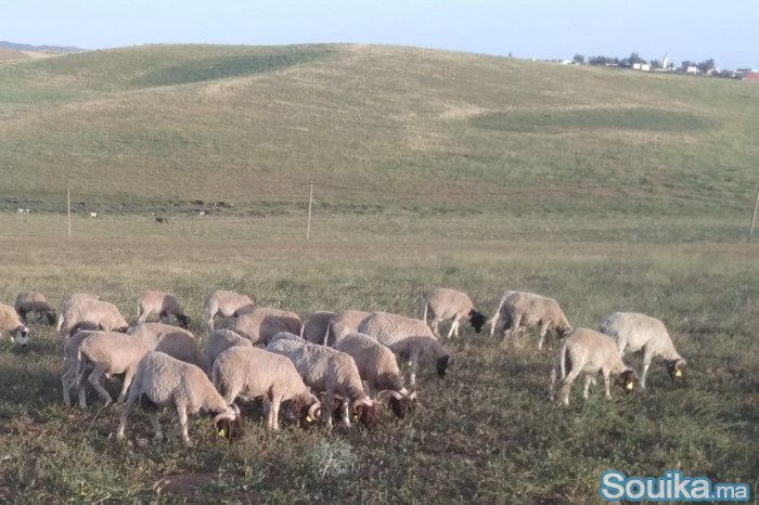 MOUTONS D'EXCEPTION POUR L'AÏD encouragez vos