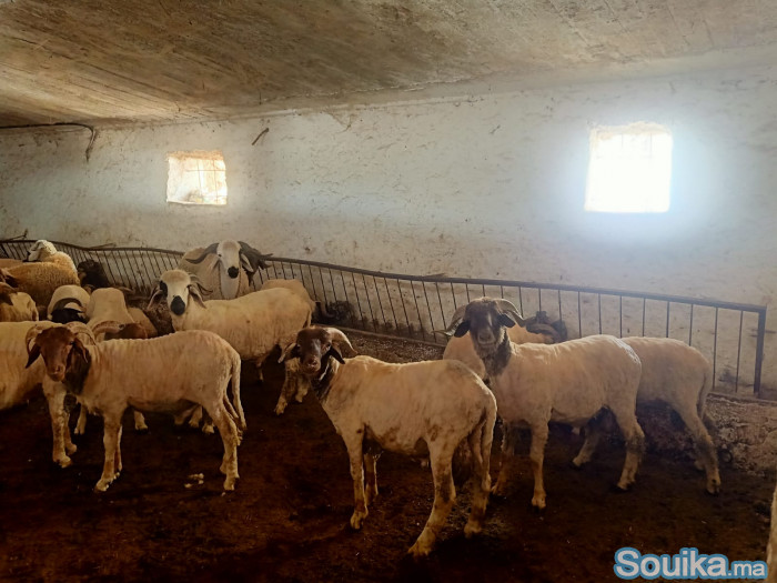 MOUTONS D'EXCEPTION POUR L'AÏD encouragez vos