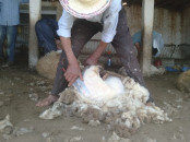 MOUTONS D'EXCEPTION POUR L'AÏD encouragez vos