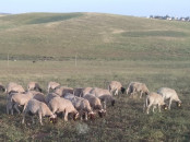 MOUTONS D'EXCEPTION POUR L'AÏD encouragez vos