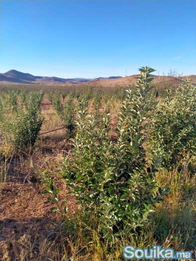 VENTE FERME DE 1 HECTARE 75ARE AZROU