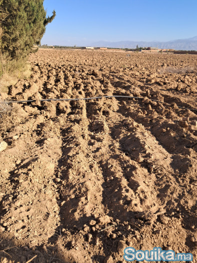 Terrain agricole pour dragons et papaye